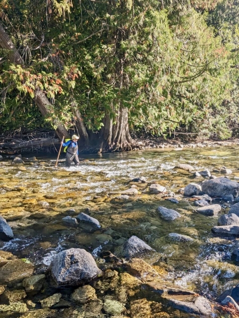 A woman wearing waders and holding a walking stick wades through a rocky river lined by trees