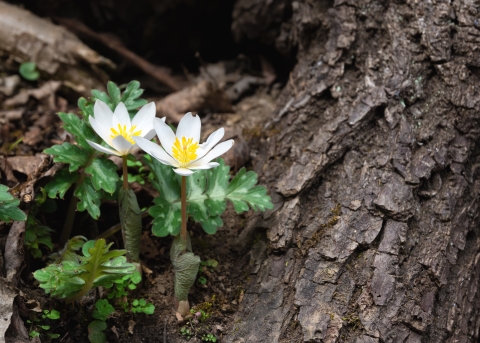 Bloodroot in bloom