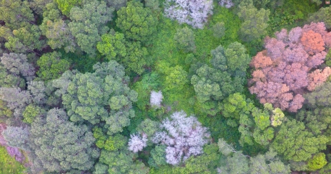 Aerial view of ohia forest