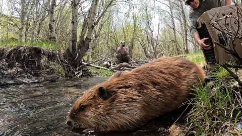 A beaver is seen close up in the foreground, a biologist holding a dog kennel is in the right side of the frame, and another biologist is in the background pointing a camera at the beaver. 