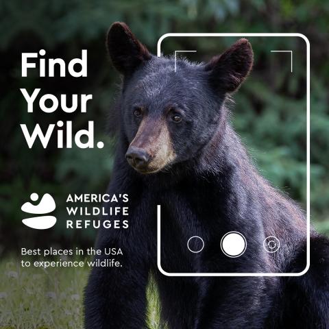 An image with text "Find Your Wild, America's Wildlife Refuges. Best places in the USA to experience wildlife." A black bear sits and a camera image focuses on the bear.