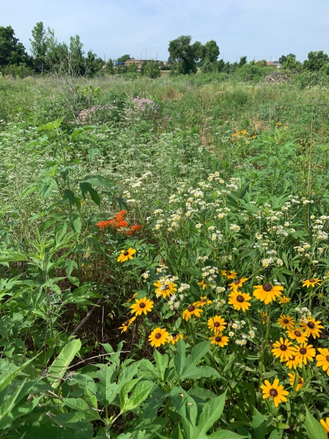 A field of blooming wildflowers