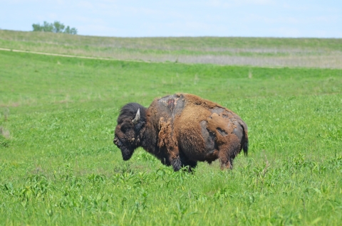 Sparky, a bison who survived a lightning strike, standing in the prairie at Neal Smith National Wildlife Refuge in Iowa