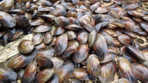 Bunch of brown speckled pocketbook mussels.