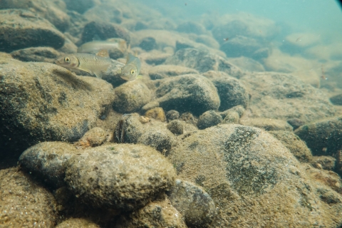 Freshwater mussel among stream bottom rocks with two fish swimming near