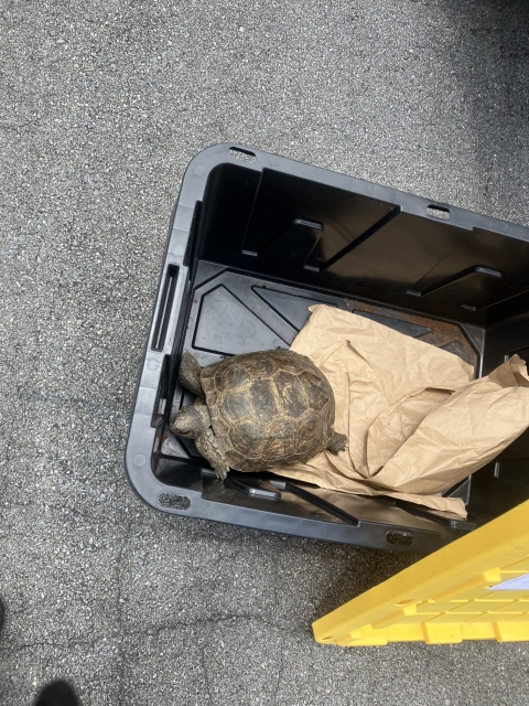 A gopher tortoise stands in a black rubbermaid tub