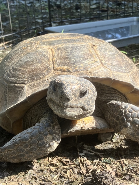 An up-close photo of a gopher tortoise.