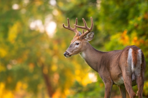 Adult white-tailed buck with velvet-covered antlers and green foliage in the background