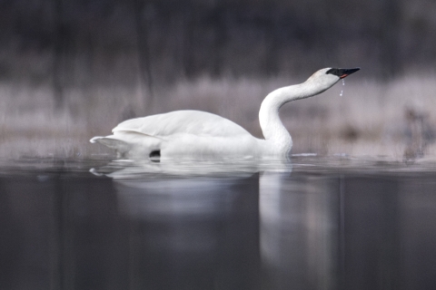 A large white trumpeter swan with a curved neck sits in a pond. The colors are subdued and water is dripping from the birds beak.