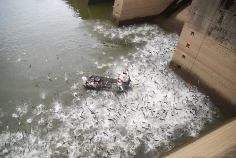 People in a boat with elecrtrofishing gear near a dam. Swarms of silver carp jump out of the water around the boat.