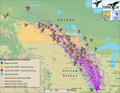 Osborne Lab GPS Backpack Migration Paths 2024 - 2025