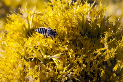 Leafcutter Bee & Rabbitbrush - Autumn
