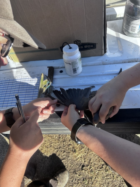 hands stretch out a bird's wing