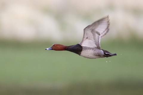 A redhead drake in flight