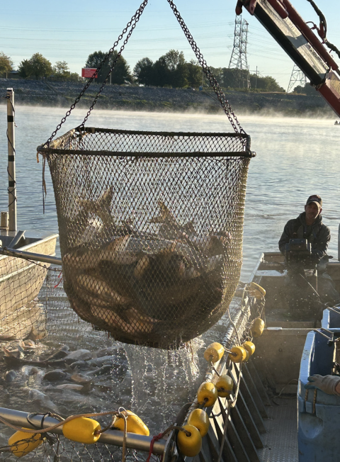 A large net of fish being lifted out of the water to be put into bins on a boat.