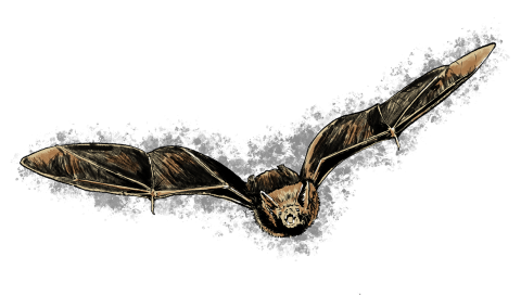 Illustration of a bat in flight