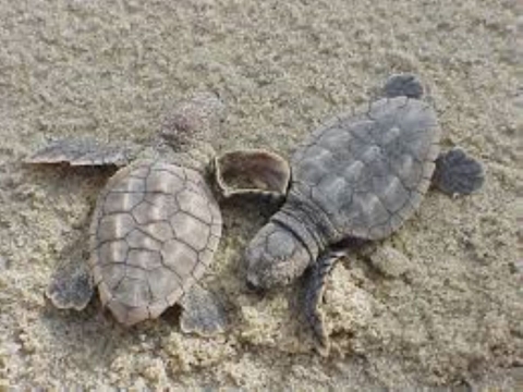Two honu (Hawaiian green sea turtle) hatchlings after being excavated from their nest.