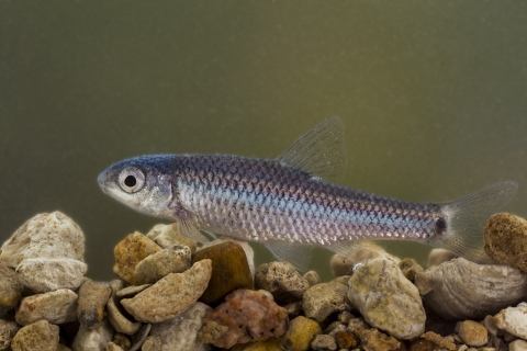 Devils River minnow above pebbles
