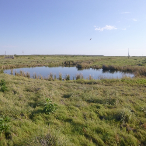 Landscape view of a large pond, surrounded by salt grass and reflecting the clear blue sky. Transmission lines are visible in the distant background, and a single large bird flies overhead.