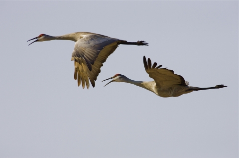 Two sandhill cranes in flight