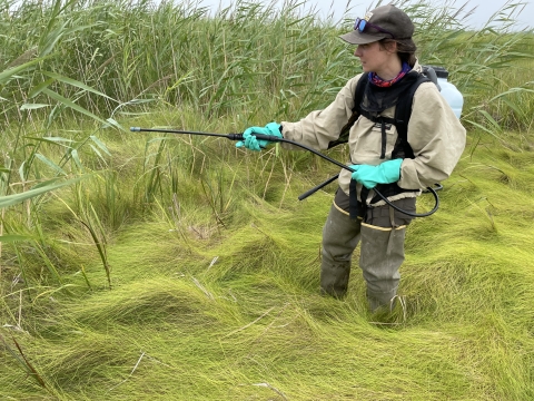 Coastal Program biologist spraying invasive phragmites at Little Creek Wildlife Area near Port Mahon Delaware