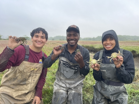 Three field crew members in waders holding up European green crabs. Marsh, trees, and overcast sky in background.