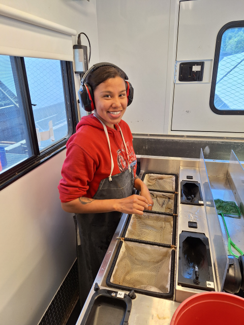 AmeriCorps intern in a fish marking trailer wearing a bib and ear protection. In front of her are four submerged net baskets, two containing juvenile coho salmon.