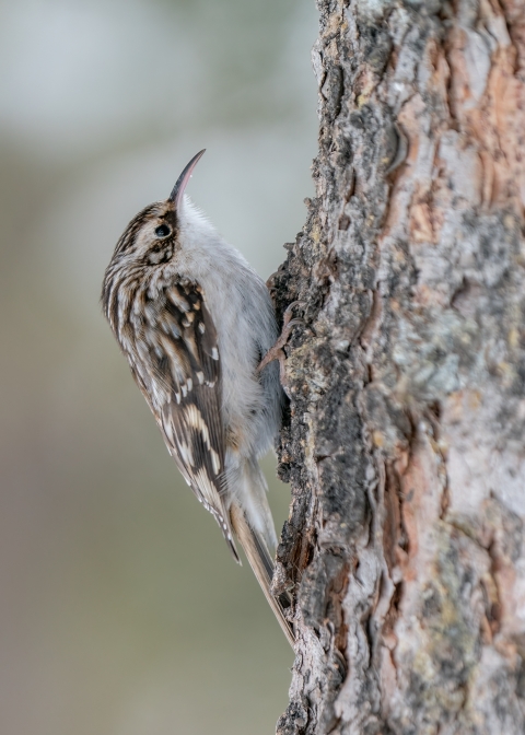 A closeup of a small, mottled brown and white bird climbing up the left side of a tree.