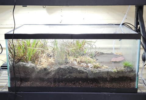 A bioactive terrarium built for Frosted Flatwoods Salamanders at the Warm Springs Fish Technology Center. 