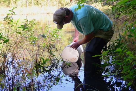 A person stands shin deep in a pond emptying a bucket containing water and small fish