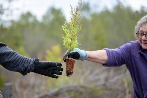 A woman hands a small tree to someone to plant