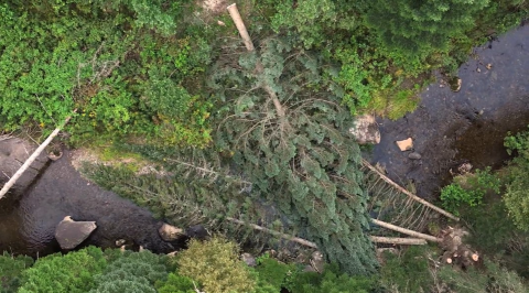 Aerial view of a forested stream with two downed trees across the stream channel