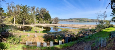 Shallow pools for amphibian and bird habitat constructed behind Chicken Ranch Beach on Tomales Bay in California