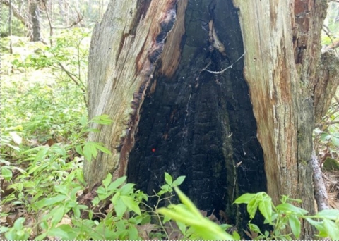 Mature fire-scarred red pine tree provides evidence of the historic use of fire to manage forests and cultivate blueberries.