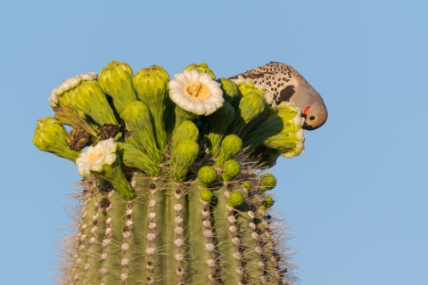 A male gilded flicker goes headfirst into a saguaro blossom. 