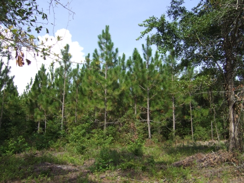 A stand of longleaf pine trees.