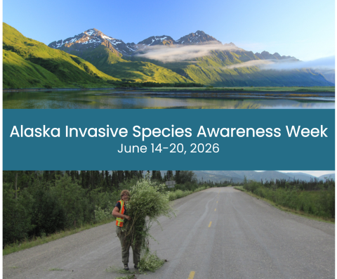 Collage two images separated by banner of text that reads Alaska Invasive Species Awareness Week June 14-20, 2026. Top image of mountain range with lush green and lake in front. Bottom image of person in safety vest holding bundle of invasive white sweetclover pulled from roadside.