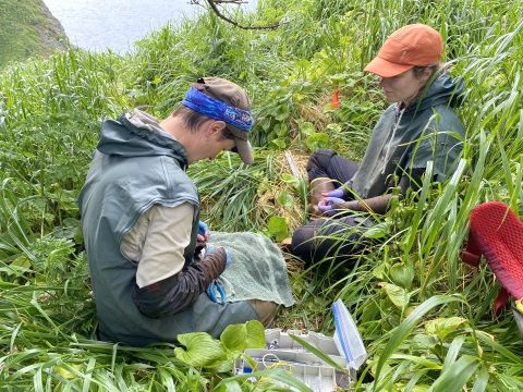 Two biologist sit in tall grass on St. Lazaria island with toolbox in front of them to affix geolocator on storm-petrel. One biologist is holding storm-petrel in hands on top of towel in lap while other biologist assists.