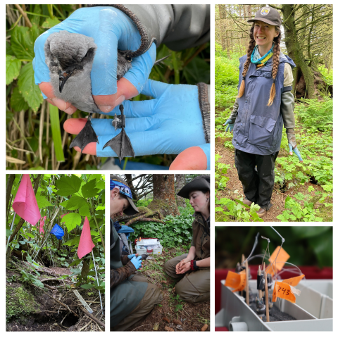 Collage of 5 images: fork-tailed storm-petrel adult held in gloved hands with geolocator on right leg, biologist in grubbing attire with neoprene gauntlets, raincoat vest, rain pants and hat; storm-petrel burrows with pink pin flags marking them; two biologists measuring bird; storm-petrel geolocators in a tacklebox