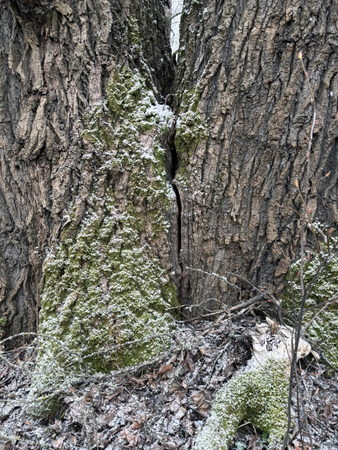 Closeup photo of a tree trunk with a crack between two sections