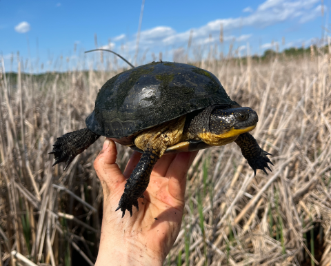 An outstretched hand holds a dark colored turtle with a bright yellow neck in a marshy wetland.
