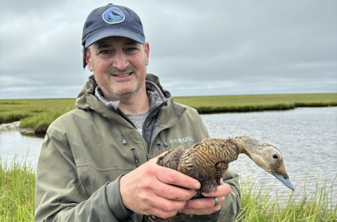 Man stands near tundra pond holding a duck with identifying leg bands.