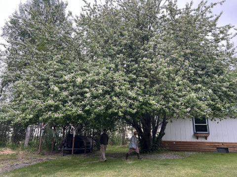 Large (greater than 30 feet) invasive Prunus sp. tree flowering with white flowers. Two people stand below and a house is visible in the background.
