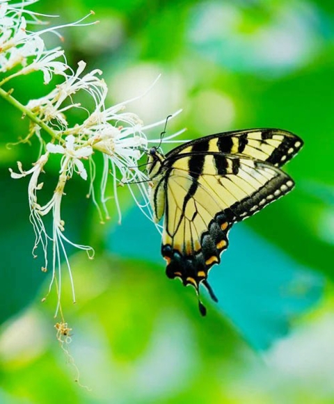 Swallow Tail butterfly by Steven A. Harvey