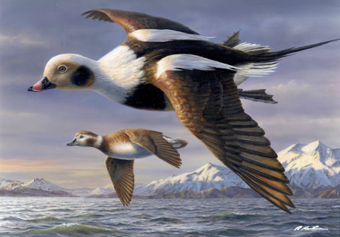 Robert Hautman's winning 2026 Federal Duck Stamp Painting, a pair of long-tailed ducks flying with snowy mountains in background
