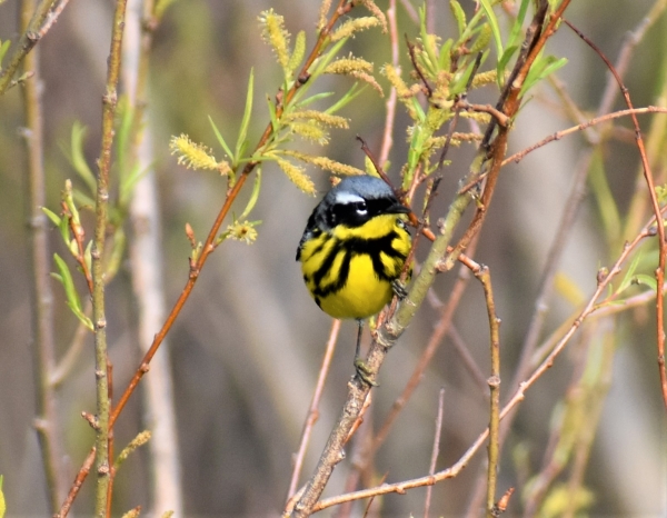 Magnolia Warbler on twig