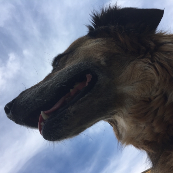 Malheur NWR_Dogs