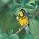 Canada warbler