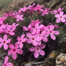 bright pink star shaped flowers form in groups