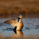 Male steller's eider displays in a pond